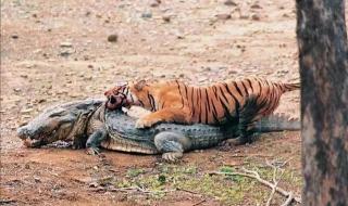 首次拍到孟加拉虎 首次拍到孟加拉虎