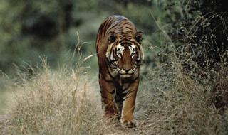 首次拍到孟加拉虎 首次拍到孟加拉虎