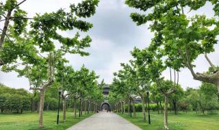 扬州怎么了 扬州怎么了