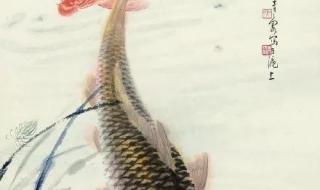 锦鲤吸水是怎么回事 锦鲤吸水的正确姿势